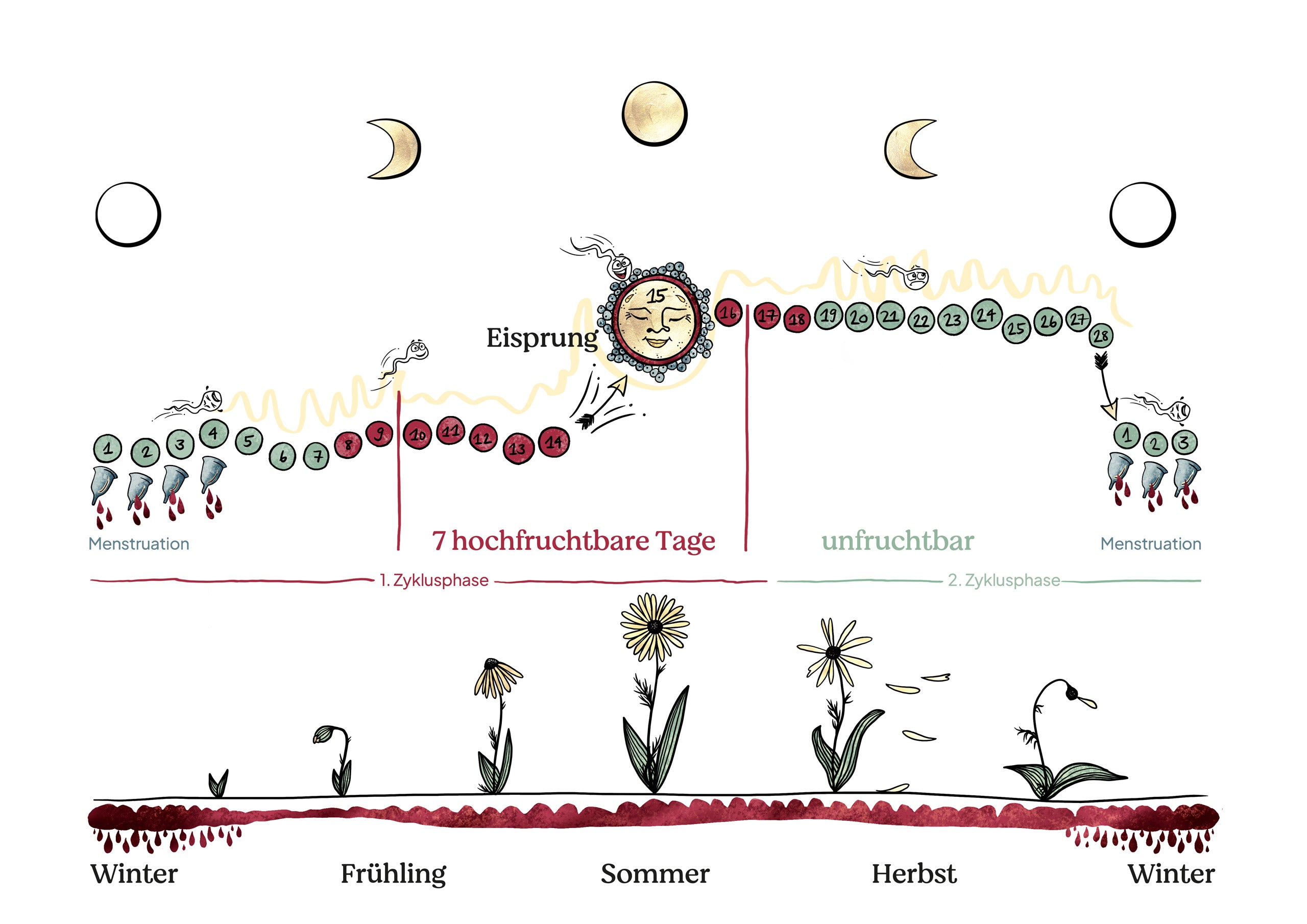 Illustration welches die verschiedenen, weiblichen Zyklusphasen mit der Menstruation und den fruchtbaren Tagen zeigt