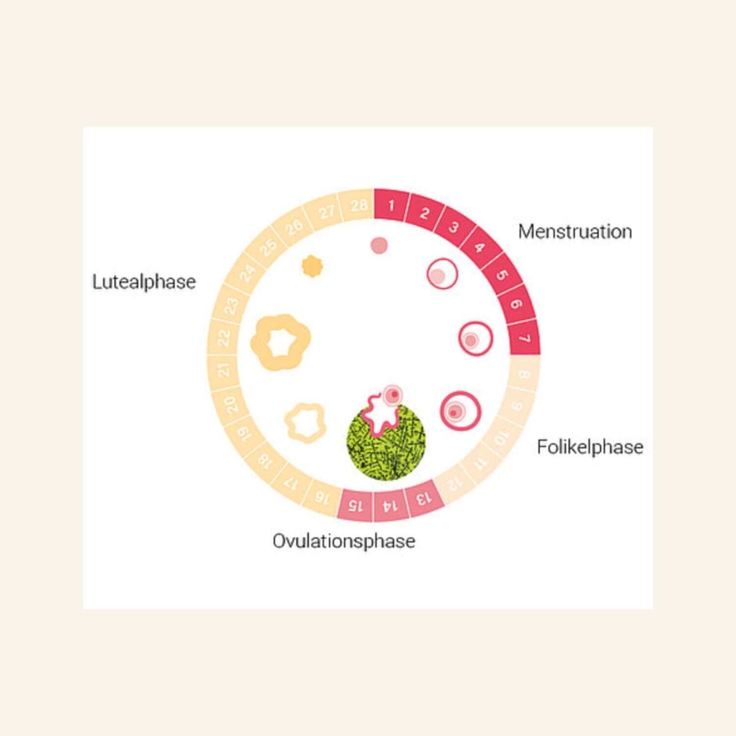 Ovu Control - Fruchtbarkeitstest auf Speichelbasis Zykluscomputer Ladyplanet