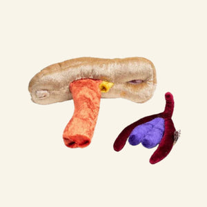 Paomi Aufklärungsmodell Vulva Vagina mit Klitoris und Schwellkörper Ladyplanet